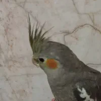 عروس هلندی نامشخص