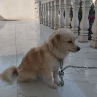 سگ اهلی شناسنامه دار واکسن زده|سگ|دزفول, |دیوار