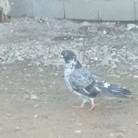 غریب گیری شماره دار