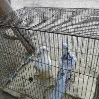 کبوتر|پرنده|نطنز, |دیوار