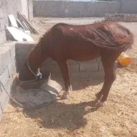 اسب