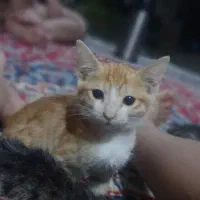 گربه پرشین گارفیلد|گربه|گرگان, |دیوار