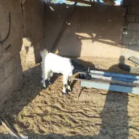 پنج بزنجدی ودوعددبزنردرشادگان|حیوانات مزرعه|شادگان, |دیوار