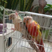 جفت گرینچیک