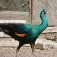 طاووس جاوا|پرنده|تهران, مدائن|دیوار