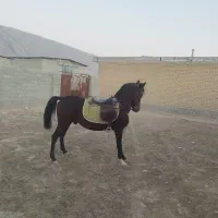 نریان دره شور