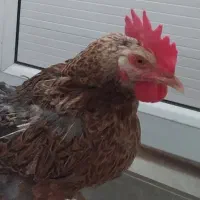 جوجه‌مرغ، مرغ و خروس محلی