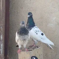 کبوتر کله رنگه