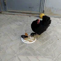 یک عدد مرغ وسه تا جوجه هاش