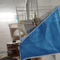 جفت عروسی هلندی مولد|پرنده|مشهد, خواجه ربیع|دیوار