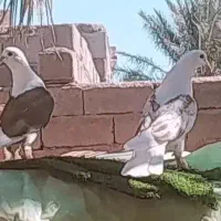 چنگ پشت سور و پشت قرمز