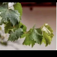 دلمه برگ مو