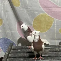 کبوتر طوقی|پرنده|پل سفید, |دیوار