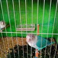 کوتوله برزیلی مولد