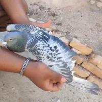 کبوتر پلاکی، کله دم‌سیاه|پرنده|شراء, |دیوار