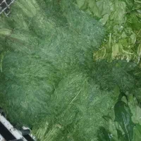 سبزی خورشتی|عمدهفروشی|مسجد سلیمان, |دیوار