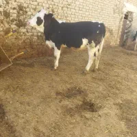 گوساله ماده مونت جنس درجه 1