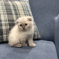 کربه اسکاتیش