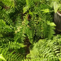 بامبو .گل گلدان بامبو|گل و گیاه طبیعی|ورامین, ورامین|دیوار