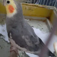 عروس هلندی برزیلی مرغ عشق کتونیzx انگشتر کفتر|پرنده|گلستان (تهران), |دیوار
