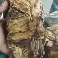 کاهو برگ قرمز و طلایی برازجان|خدمات باغبانی و درختکاری|بوشهر, |دیوار