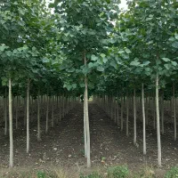 آخرین فرصت خرید نــهال صــنوبـر با 30٪ تخفیف ویژه