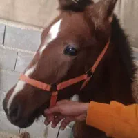 کره مادیون یک سال  شجره دار  سرو دوم گیر