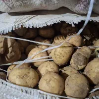 فروش سیب زمینی بذری گردویی فندقی