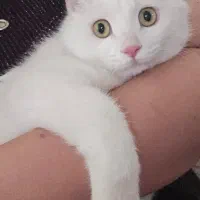 گربه فوق العاده دستی و مهربون