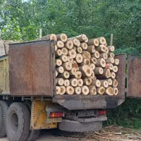 خریدار چوب درخت صنوبر