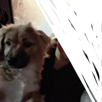 سگ خانگی گم شده