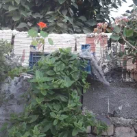 باغبانی|خدمات باغبانی و درختکاری|گنبد کاووس, |دیوار