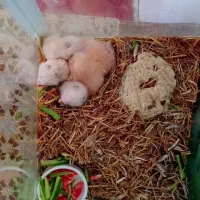 همستر|موش و خرگوش|سروآباد, |دیوار