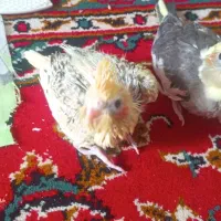 جوجه عروس هلندی نرم خور و سرلاکی