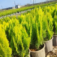 کاج کامیس نوکدار زعفرانی سبز سرطلا سایز۴