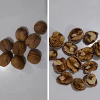 گردو با مغز سفید