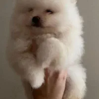 سگ پامر خرسی.پامرانیان جیبی