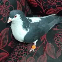 گمشده