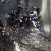 جوجه اردک اسراییلی ۴۰۰
