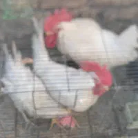 مرغ و خروس