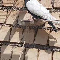 کفتر|پرنده|خرمشهر, |دیوار