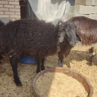 کره