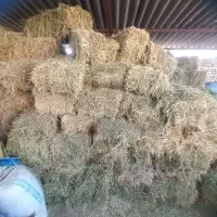 ‌یونجه‌خشک‌‌‌‌‌‌‌‌سبیس