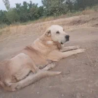 سگ عراقی گله ای