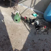 دوعدد خروس گلین سالم