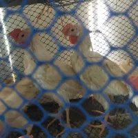 مرغ تخمگذار هایلاین