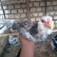 چهار عدد مرغ طوسی گلین معاوضه