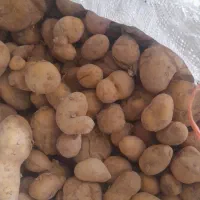 سیب زمینی فندقی