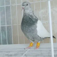 کفتر سینه سبز و چنتا جوجه|پرنده|شیراز, سینما سعدی|دیوار