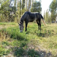 اسب مادیان تک شناس 3